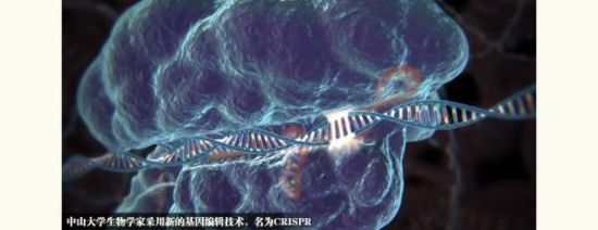 中国科学家首次成功修改人类胚胎DNA