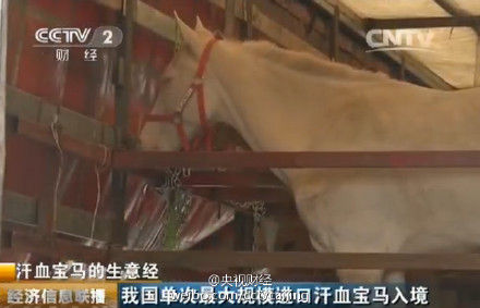 汗血宝马 汗血宝马