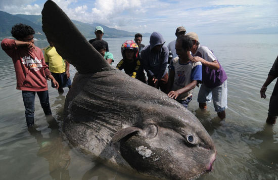 印度渔民在海岸附近发现一条被冲上岸边的巨型翻车鱼，并试图对其提供帮助。（网页截图）