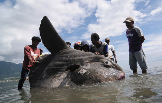 印度渔民在海岸附近发现一条被冲上岸边的巨型翻车鱼，并试图对其提供帮助。（网页截图）