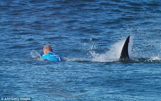 图为范宁迅速做出反应，用冲浪板击打鲨鱼背部，成功将其击退。