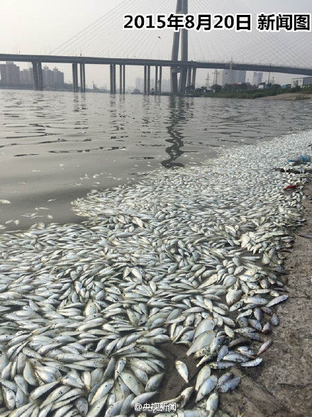 天津海河现大量死鱼