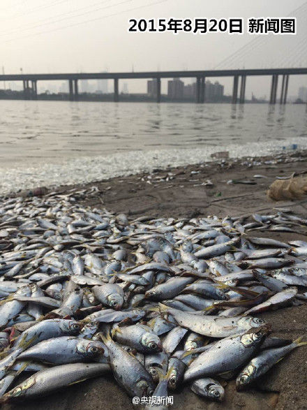 天津海河现大量死鱼