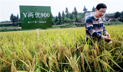 超级稻20年后被质疑:高水高肥不环保 增量不增产