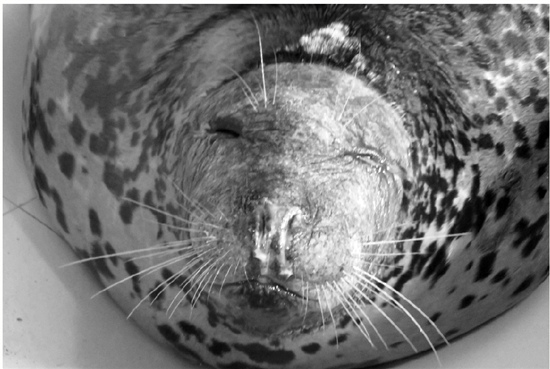 这只海豹的头部正在褪毛、鼻子里也有流脓的现象