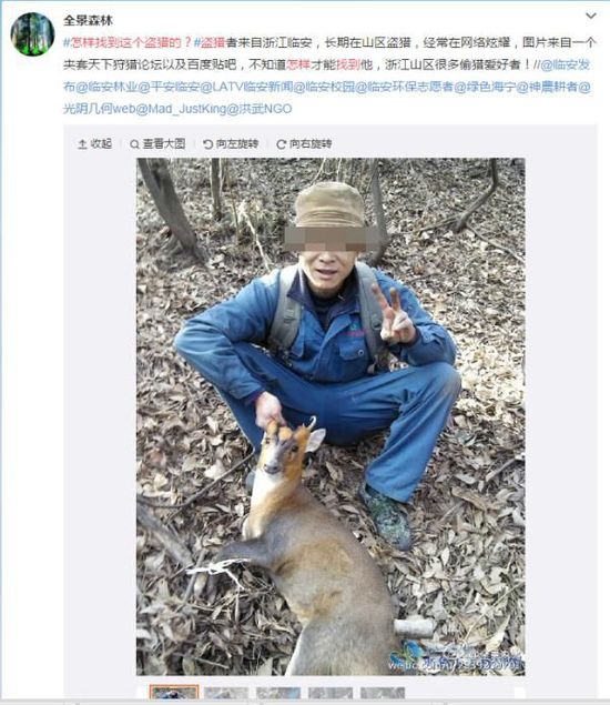 @全景森林微博截图。