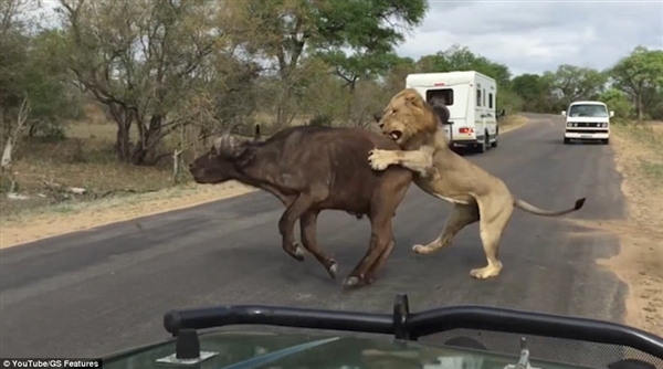 惊险！游客南非公园偶遇狮子捕食水牛：仅数米之隔