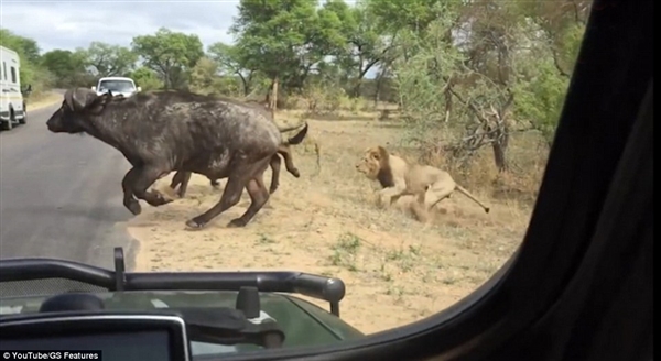 惊险！游客南非公园偶遇狮子捕食水牛：仅数米之隔