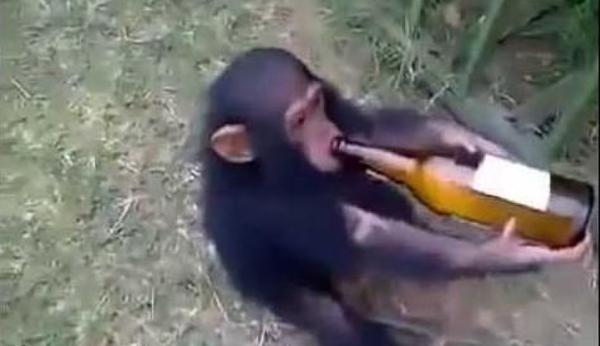 非洲猩猩酗酒成性被夺酒瓶勃然大怒主人遭批（图）