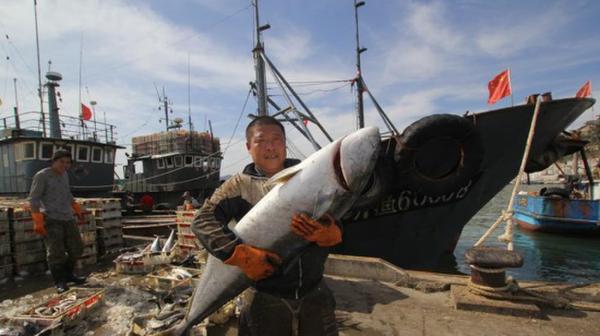 渔民捕获巨型鲅鱼
