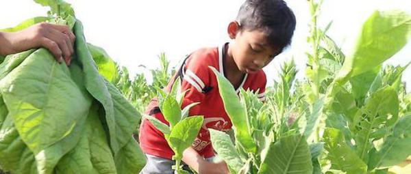 印尼烟草种植园雇佣童工 数人因无防护措施患病