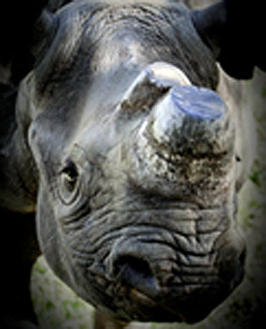 Rhino Phila (Supplied)