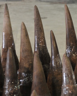 Rhino horn. (File, AFP)