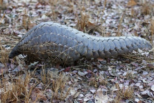 MB FILE - All trade of the reclusive, scale-covered pangolin -- the world