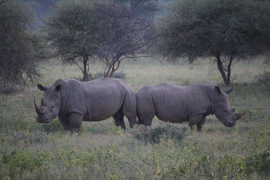南非国家公园：动物观赏的绝佳胜地