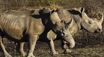 2016 has already recorded a decline in the number of rhinos being poached. Elephant poaching is however on the rise. 