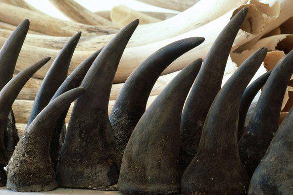 “rhino horn kingpin before expose by Al Jazeera”的图片搜索结果