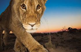 “南非动物”的图片搜索结果