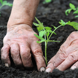 organic farming vegetables