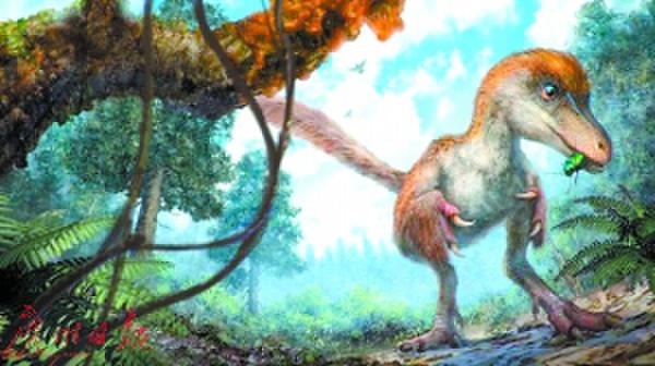 琥珀中惊现恐龙尾巴 带羽毛形态保存完整