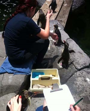 Feeding time for Rockhopper penguins at the aquarium. A log is kept of how much each one eats.