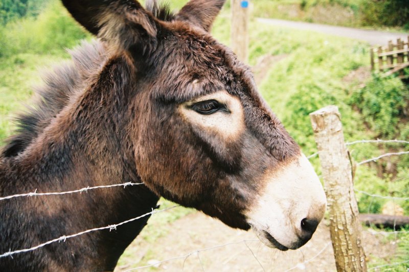 “18 donkeys skinned alive”的图片搜索结果
