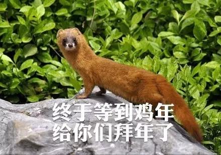 黄鼠狼 　　（网络截图）