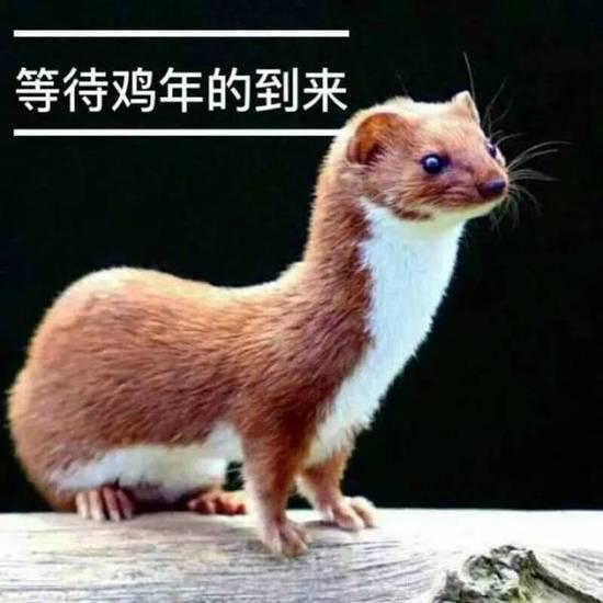 伶鼬