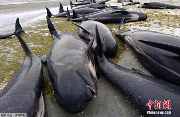 当地时间2月10日，新西兰金色海滩数百头鲸鱼搁浅海滩。