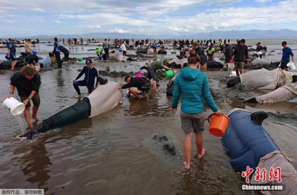 海滩上的民众给鲸鱼泼水保湿。