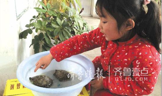 琦琦说，三只乌龟分别是爷爷、妈妈和孩子。