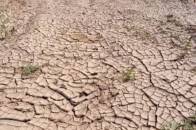 “Cape drought”的图片搜索结果
