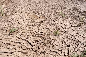 “Cape drought”的图片搜索结果