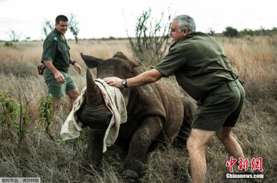 资料图：南非克鲁格国家公园，工作人员将四头犀牛从偷猎高风险地区迁移至较为安全的新家。
