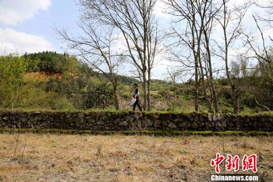 客家人在迁徙至范塅后在当地结草为庐，开荒种地，繁衍生息。在狭长的河谷地带垦荒种地，沿山脚造田。　黄一魏 摄