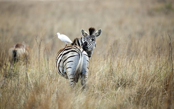 南非白鹭“骑”斑马成独特风景