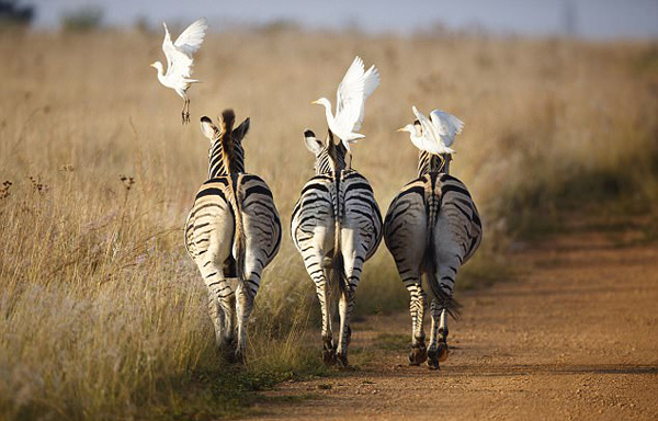 南非白鹭“骑”斑马成独特风景
