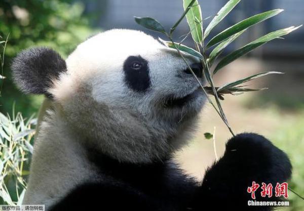 “真真”在2月27日与雄性大熊猫“力力”交配。 