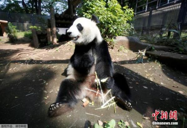 雌性大熊猫“真真”。