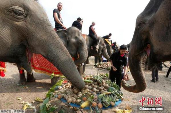 当地时间3月13日，泰国迎来大象日，众多大象在大城府享受水果蔬菜大餐。