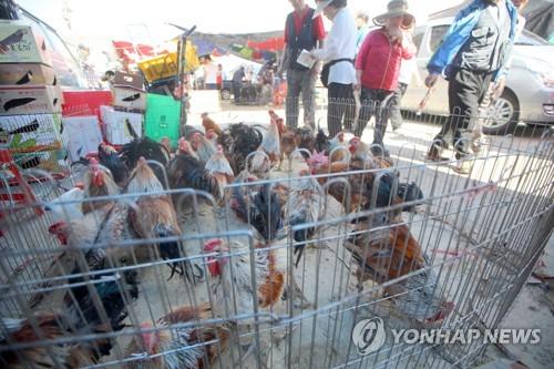 韩国市场活鸡交易。（图片来源：韩联社）