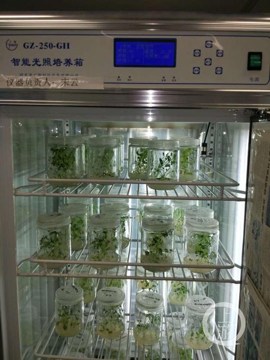△马铃薯种子和拟南芥种子，正在实验培育。