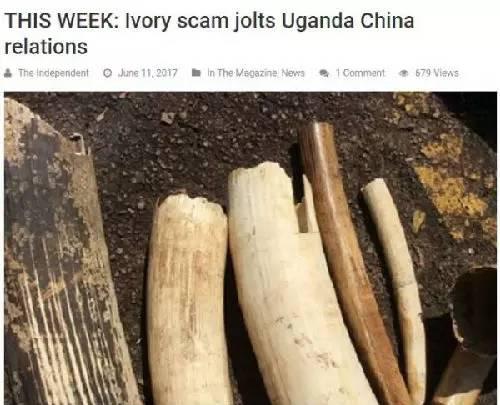 ▲乌干达《独立报》称，象牙走私丑闻波及中国和乌干达关系。