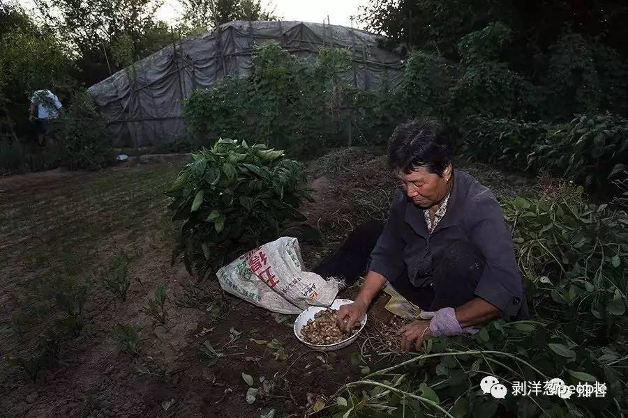 刘官庄村，大妈正在收花生，她的背后不远处是一个温室大棚。据村民介绍，总有十几名传销人员在大棚内外落脚，直到几天前消失。