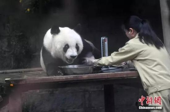 图为2015年35岁的熊猫巴斯，相当于人类百岁以上。 中新社发 张丽君 摄