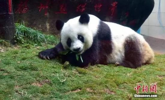 图为37岁的熊猫巴斯。 张丽君 摄