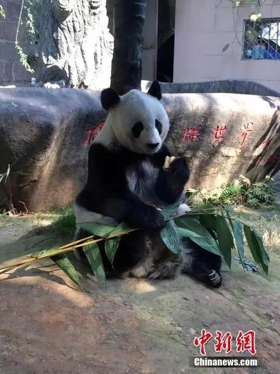 图为2015年35岁的熊猫巴斯。 中新社发 张丽君 摄