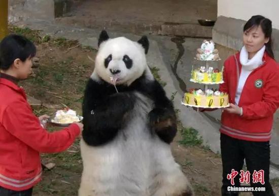 图为2005年，大熊猫巴斯度过25岁生日。 中新社记者 刘可耕 摄