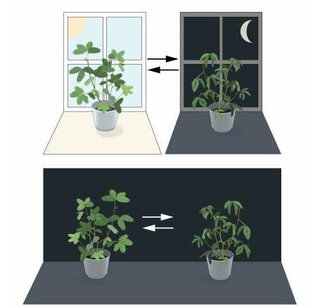 但这只是一种相对外围的研究，没有从生物学本质上解释生物钟。