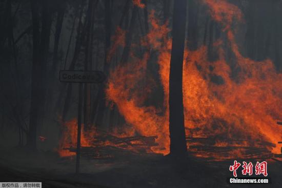 资料图：当地时间9月9日，葡萄牙Serta村附近发生森林火灾，消防员投入灭火。